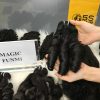 magic funmi curl vietnamese curly hair extension